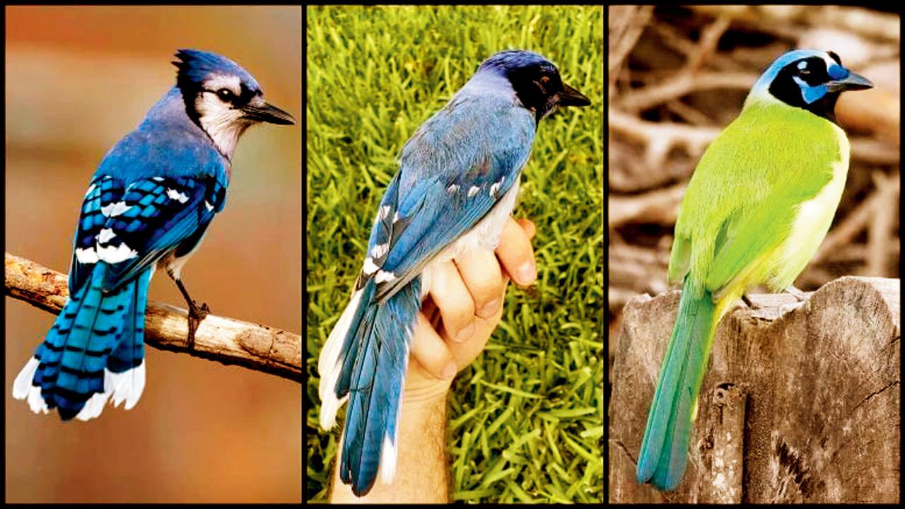 birds ik 1759289789544 d
