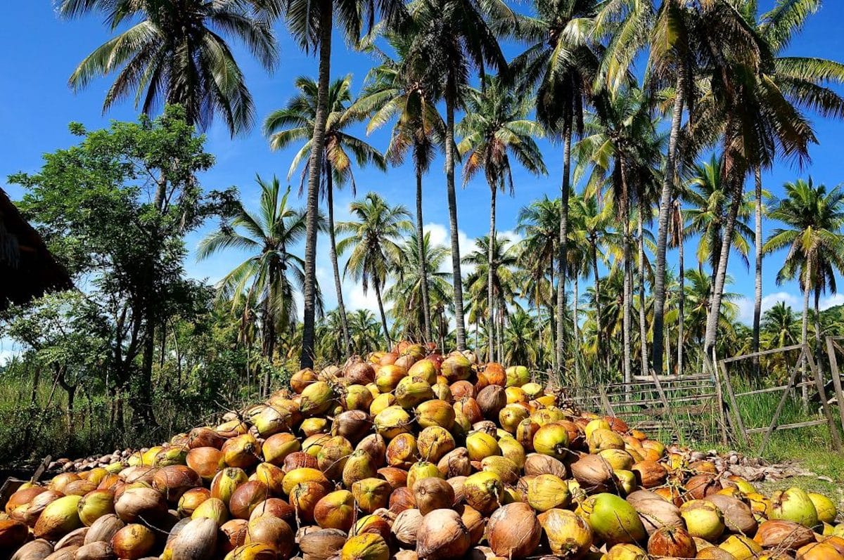 dti coconut harvest 18april2023