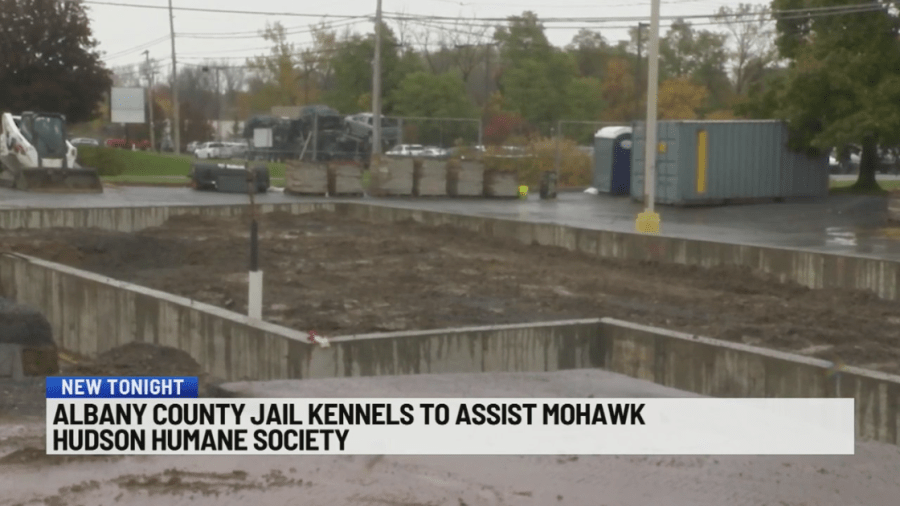 albany county jail dog kennels mhhs