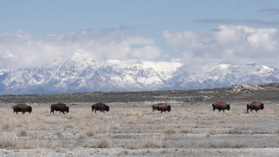 diverted still bison