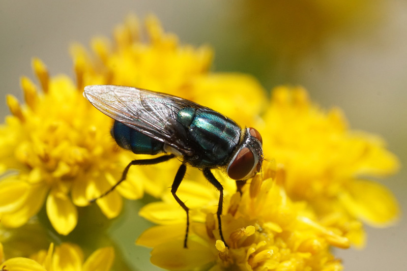 the secondary screwworm fly, cochliomyia macellaria.