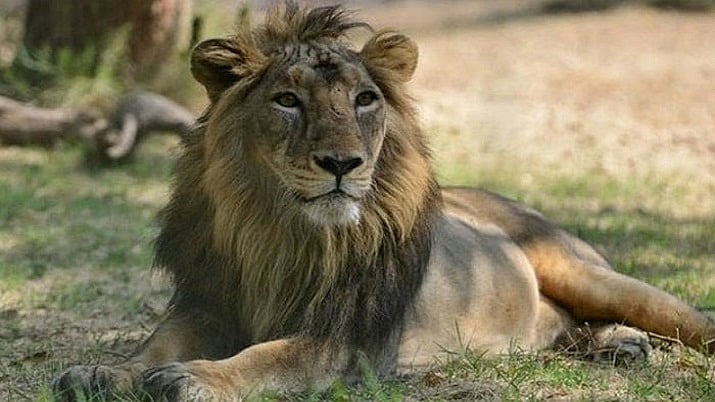 asiatic lion 1620128229