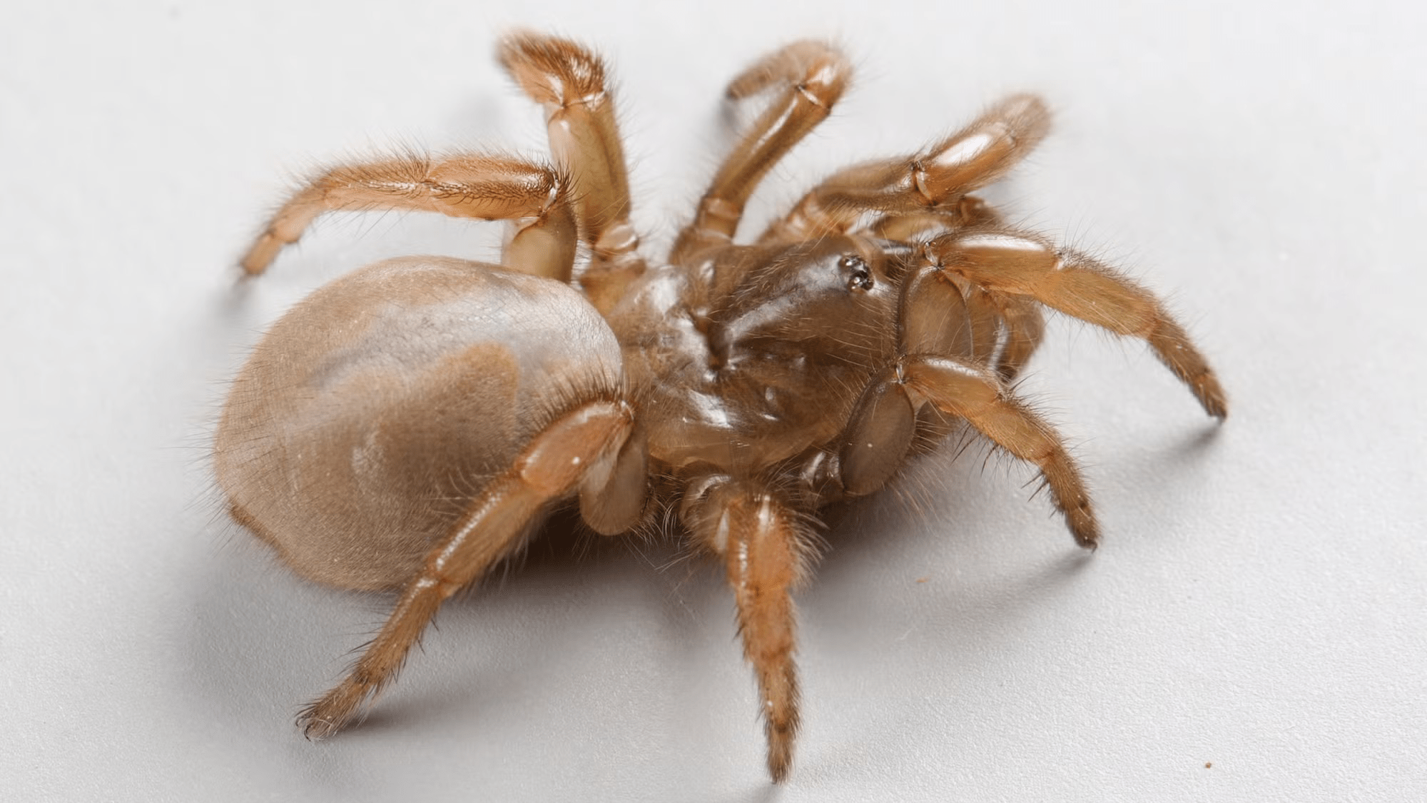new sand dune spider species