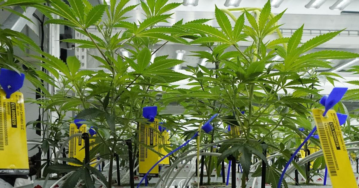 69249b091d225.preview