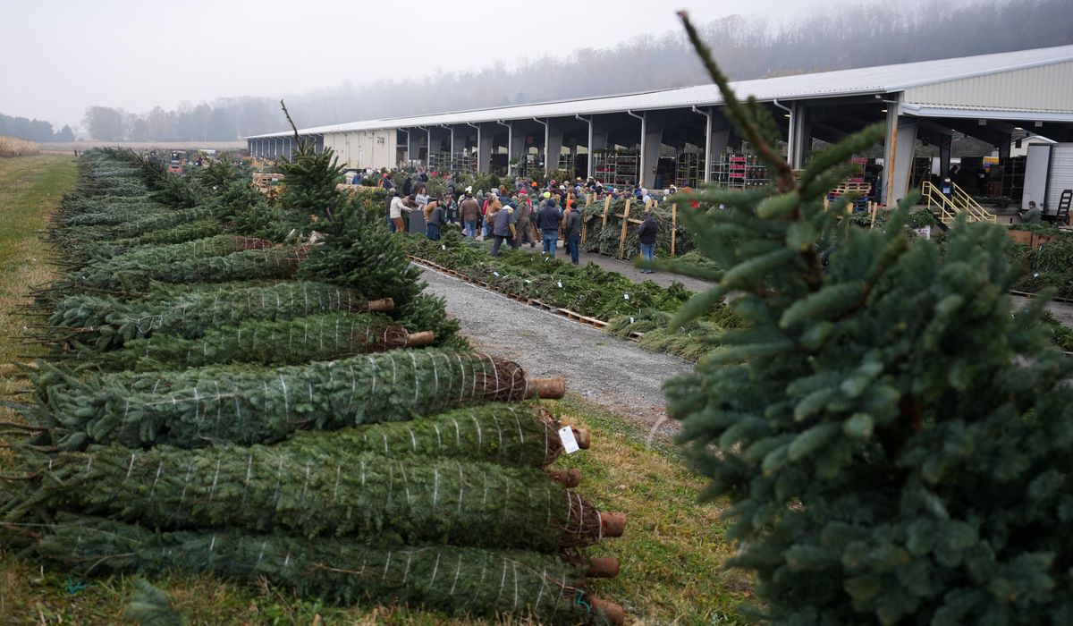 christmas tree auction 77636 c0 344 8265 5165 s1200x700