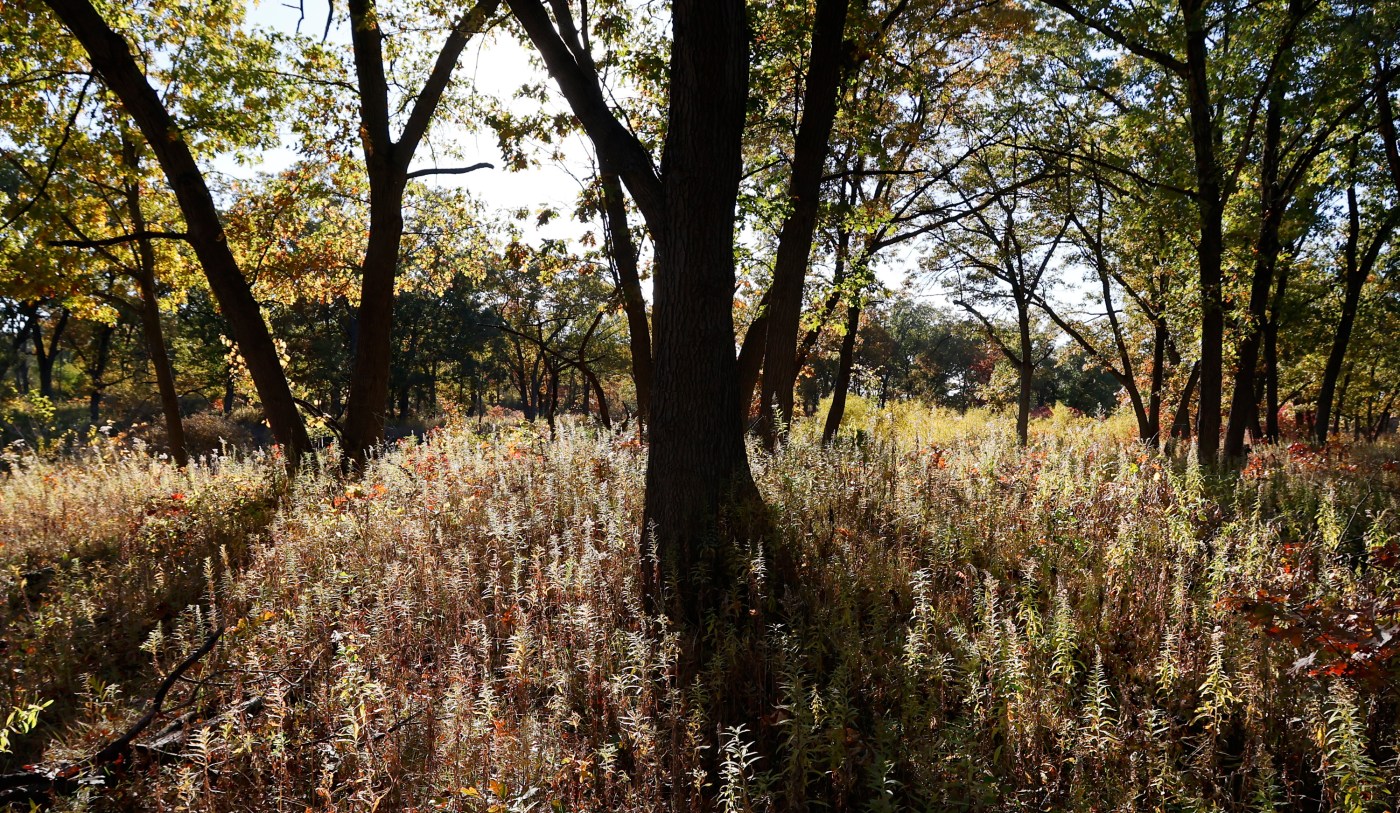 ptb l ivanhoe south 1030 8