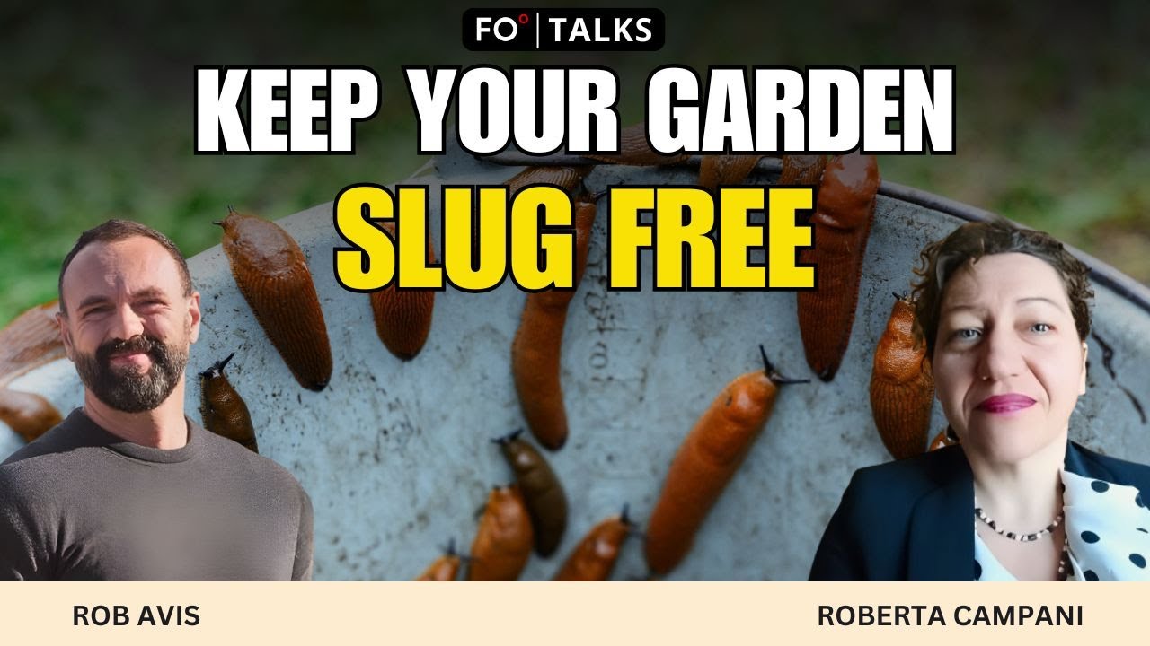 beer and ducks heres how you can keep your garden slug free fo talks